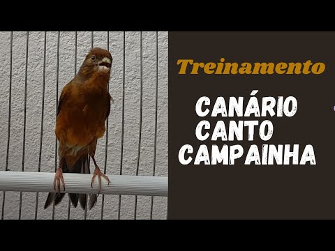 Canário Belga CAMPAINHA , canto Para  Treinar filhotes / Belgian Canary Sing bell