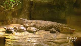 Amazing Egg Laying Animals