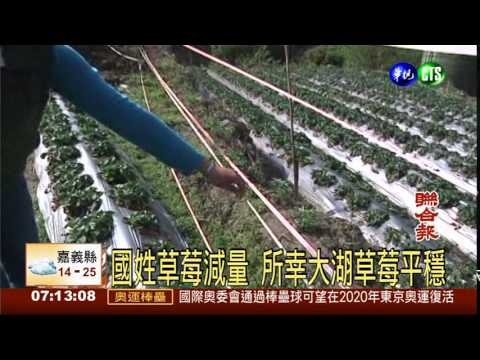染炭疽 國姓鄉草莓剩1成產量