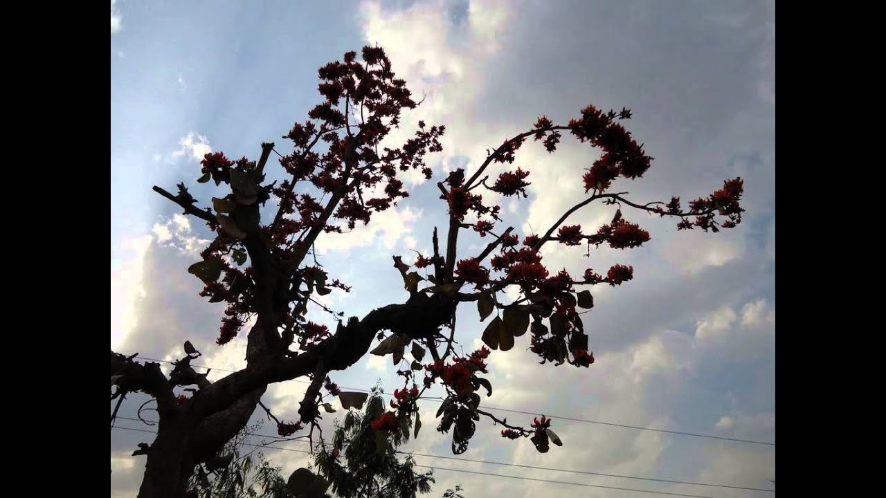 Jao Ab Subah Hone Wali Hai Lyrics | The Master & His Magic (Jagjit Singh) | Jagjit Singh | Jagjit Singh