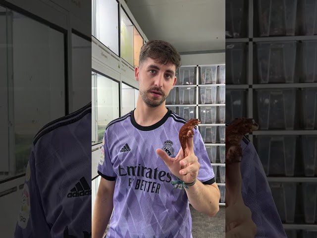 Vídeo relacionado con Reptiles no tóxicos Rattan Vine Amphibian Climbing Industry, flexible y segura para tu mascota, vid de 100 cm 210 cm con ventosas (vinagre + hojas de hiedra) (vinagre + hojas de hiedra verde)