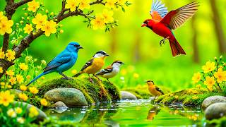 🌸 Relaxing Piano & Birdsongs | Peaceful Garden for Deep Relaxation & Sleep