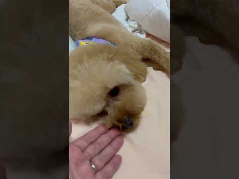 経営学科 トイプードル1歳 #トイプードル #toypoodle