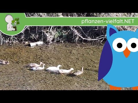 Enten & verwilderte Haus-Enten (das sind die weißen ☺) - 31.03.19 (Abt. Tierisches & Co)