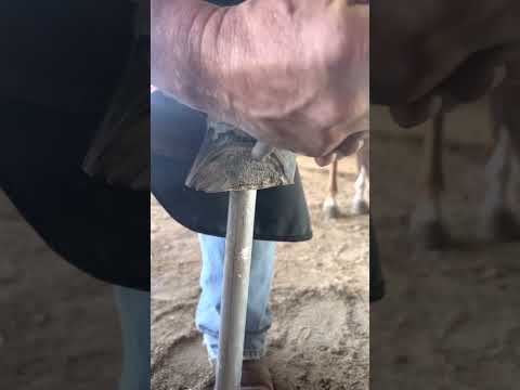White line disease resection