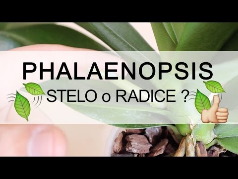 , title : 'Q&A Orchidea Phalaenopsis - Stelo o Radice ?'