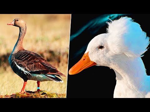 7 Most BEAUTIFUL Geese In The World