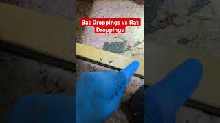 How do I identify bat droppings and rat droppings.