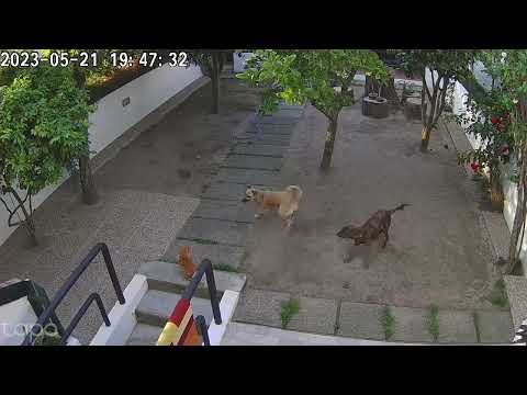 Meet Horácio, the most patient cat in the world! 😳