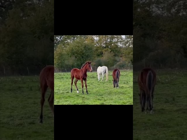 Foal mâle sf par Halifax