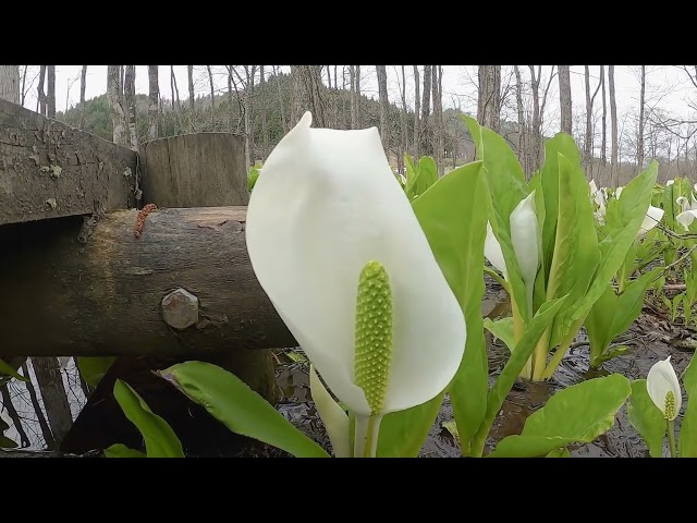 April 18, 2022 Skunk cabbage in Sasamaki