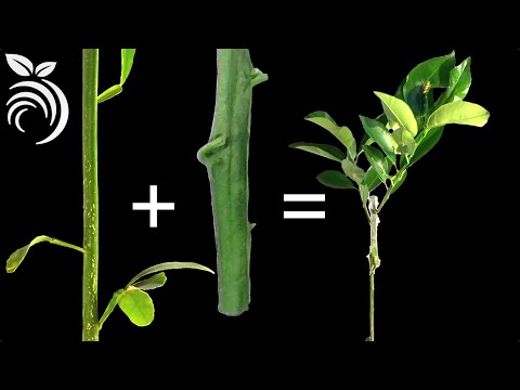 Plant Grafting – How to Graft Citrus Trees in Z