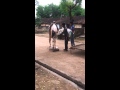 Nagpur Dancing Horse