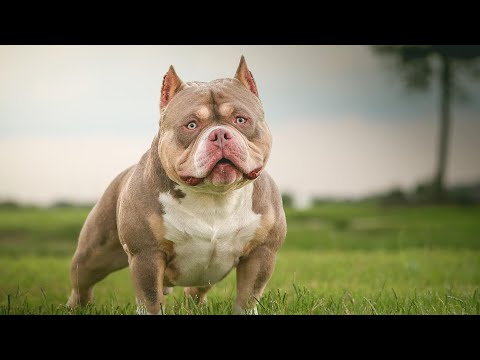 DA JUNGLE JUMP OFF Through the Eyes of Bully Talk with Zeb Pits Part 1