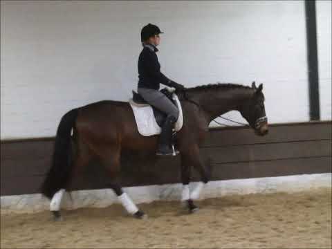 DOMINO 3j. v. Danzador - Romanov Blue Hors VB 15.000,- Euro