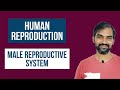 Male Reproductive System | Human Reproduction