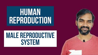 Male Reproductive System | Human Reproduction