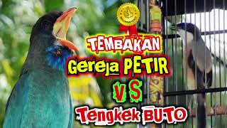 Download lagu Suara MASTERAN GEREJA PETIR VS MASTERAN TENGKEK BUTO mp3 Download lagu Suara MASTERAN GEREJA PETIR VS MASTERAN TENGKEK BUTO mp3