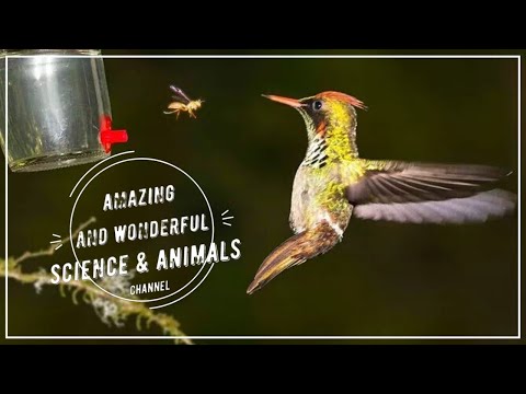 Hummingbird x Wasp