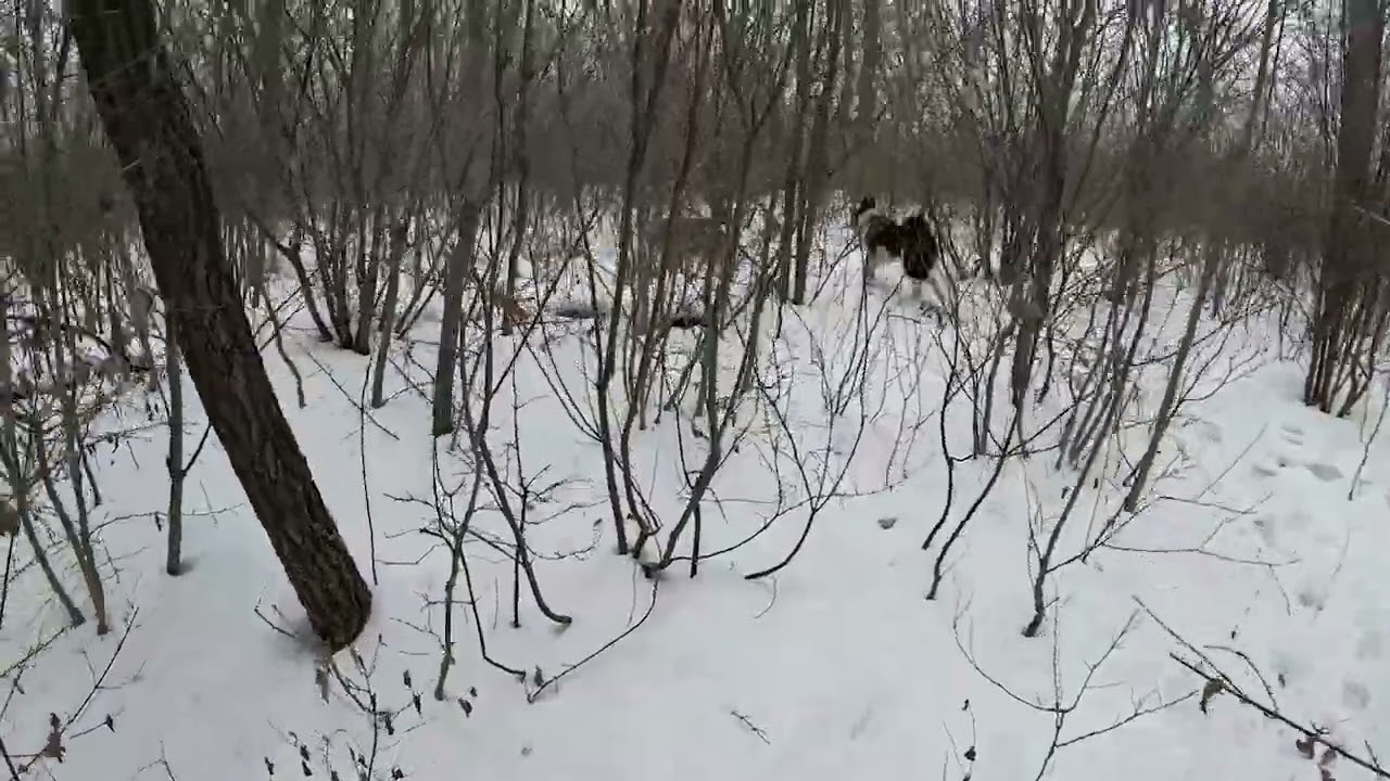 Прогулка притравка охота