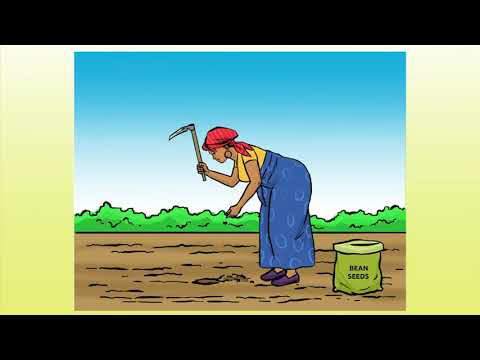 , title : 'Common Beans: Land Preparation, Spacing and Planting'