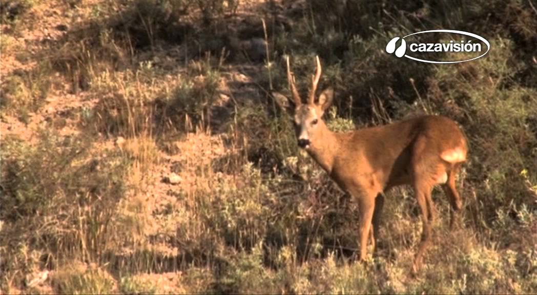 Caza de corzo: 10 lances espectaculares / Best of roe deer hunting