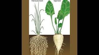Difference Between Tap root and Fibrous Root