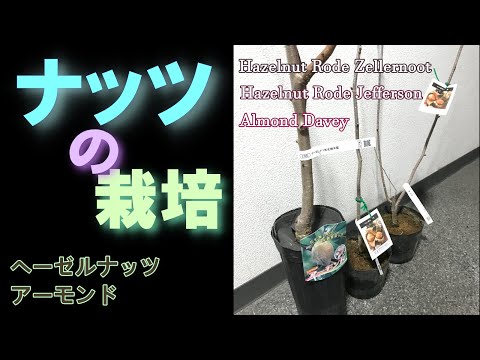 ハシバミの木はいつ植えるのですか？どうやって ？そして、植えた後はどうすればいいのでしょうか？  庭園