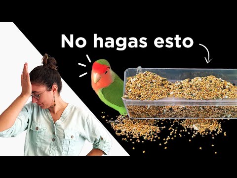 ¿CUÁNTA COMIDA le pones a tu LORITO? 😱 ~ cómo calcular la ✨CANTIDAD IDEAL✨