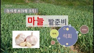 [농사정보] (9월3주)  마늘_밭준비(석회, 퇴비, 씨마늘)