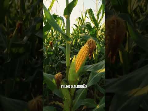 CAMPO NOVO: COMO O CERRADO VIROU POTÊNCIA AGRÍCOLA
