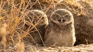 Barulho da Coruja, Coruja Buraqueira Filhote Chamando