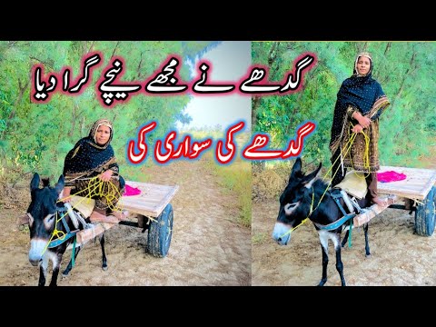 Donkey ne gera diya | Donkey riding | Rukhsana village vlogs