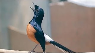 Download lagu Masteran Paket Komplit Masteran Yg Disukai Juri  Murai, Kacer, - #MasteranMurai mp3