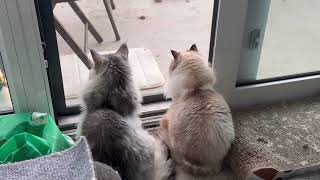 Secret Life of Pets Trailer