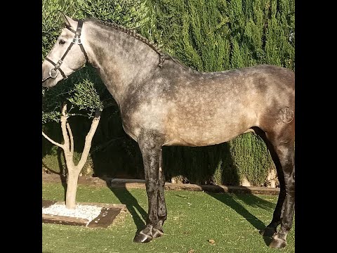 SOLD- GOM ⚜️ Super Baroque PRE Stallion Dressage Prospect ⚜️