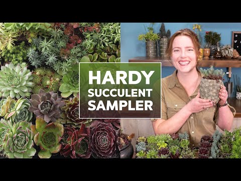 Hardy Succulent Trays - What are they & how to care for them