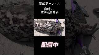 【覚醒】真叶の、竿先の目醒め✨天草エギング🎣巨大なアオリイカを狙って竿を振る‼️ #釣り #スピリチュアル #エギング #覚醒 #japan #自然 #魚 #意識 #アセンション