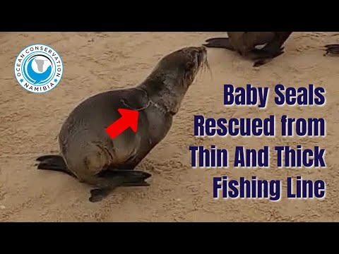 Baby Seals Rescued From Thin And Thick Fishing Line