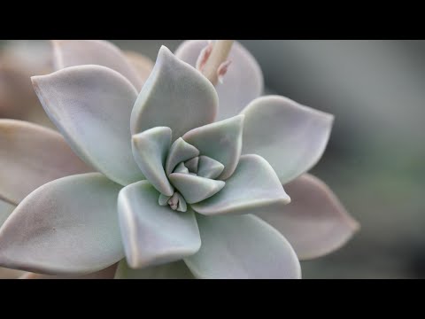 トルコユリ 植物