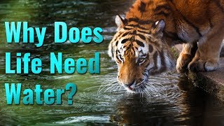 Why Does Life Need Water?