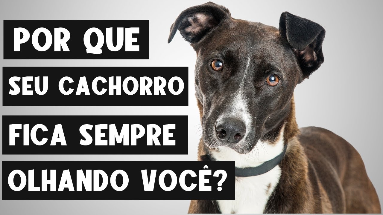 A Incrível Razão Pela Qual Seu Cachorro FICA TE OLHANDO! 👀🐶