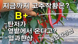 지금까지 고추작황은 B+/탄저가 옆밭에서 온다고?/열과현상