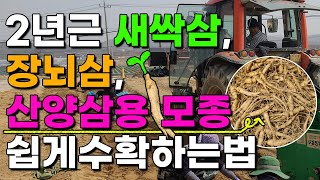 2년근 새싹삼 장뇌삼 산양삼용 모종 묘삼 수확 이렇게 쉽게 합니다 대박!!