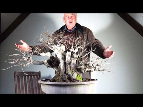 SandevBonsai 2019 - Hmmmm...a strange one