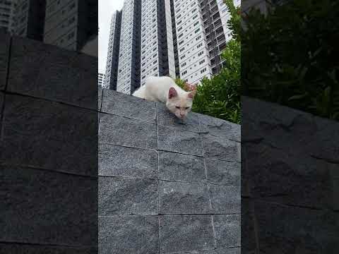 Why Cats climb walls|Cats Climbing |wow