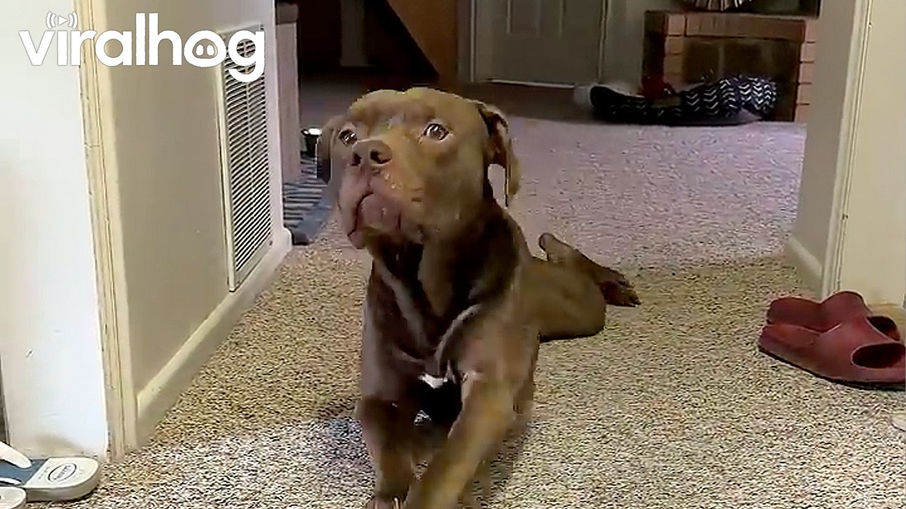 My Pet Slug Puppy || ViralHog