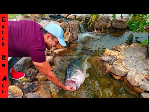 download lagu mp3 mp4 Abducted By Sharks My Black Bass, download mp3 Abducted By Sharks My Black Bass free download, download mp3 Abducted By Sharks My Black Bass