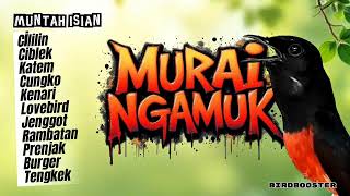 Download lagu MURAI BATU GACOR MUNTAH ISIAN! NAIKAN EMOSI STABILKAN BIRAHI mp3 Download lagu MURAI BATU GACOR MUNTAH ISIAN! NAIKAN EMOSI STABILKAN BIRAHI mp3
