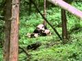 Documentary Nature - Pandas of the Sleeping Dragon